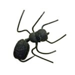 Fishing Black H8XZ2290 Logan's Ant Misbehavin' Unisex L.L.Bean